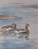 Swimming Geese and a Drake Duck in flight by John Cyril Harrison, watercolour, sold Jul 2026
