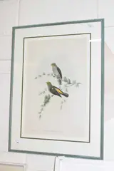 Indicator Xanthonotus by Walter Hart, lithograph, offered Jun 2026
