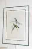 Indicator Xanthonotus by Walter Hart, lithograph, offered Jun 2026