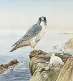 Perched by Gerald Dewsbury, watercolour, sold Jul 2026
