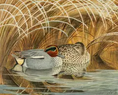 Untitled by Charles Frederick Tunnicliffe, watercolour, sold Jul 2026