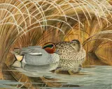 Untitled by Charles Frederick Tunnicliffe, watercolour, sold Jul 2026