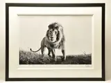 Hunter by Anup Shah, print, sold Oct 2024
