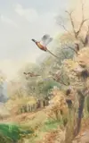 Pheasants in flight Signed Roland Green by Roland Green, Watercolour heightened with white, offered Jun 2024