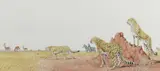 Cheetahs in the savanna by Peter Barrett, watercolour, offered Jun 2024