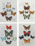 Study of Chalkhill Blue by Roger Banks, pencil and gouache, sold Jun 2024