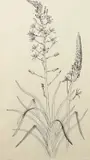 Ornithogalum Pyrenaicum by John Nash, Pencil, sold Jun 2024