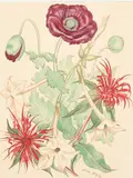 Poppies by John Nash, Lithograph, sold Jun 2024