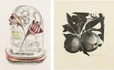 Red Moss Rose by John Farleigh, lithograph, sold Jun 2024