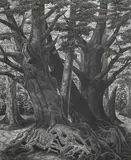 Old Trees Signed by Monica Poole, Wood engraving, sold Jun 2024