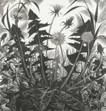 Dandelion Signed by Monica Poole, Wood engraving, sold Jun 2024