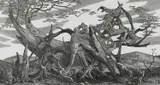 Root Signed by Monica Poole, Wood engraving, sold Jun 2024
