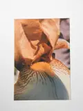 Jasmine's Garden - Iris Bred by Cedric Morris by David Cripps, print, offered Mar 2024