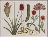 BOTANICAL , CACTI INDIAN FIG OPUNTIA ENGRAVING by Albertus Seba, hand-colored engraving on paper, sold Jun 2026