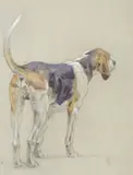 Chien de meute, portant un « L » sur le flanc by Édouard Doigneau, Aquarelle, mine de plomb et pastel signée en bas à droite, sold Oct 2022