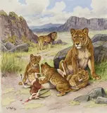 Georges Frederic ROTÏG (1873-1961) Famille de lion dévorant une gazelle by Georges Rötig, Gouache signée en bas à gauche, sold Oct 2022