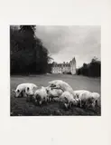 La vie de Château, cochons by Philippe Salaün, Tirage photographique en noir et blanc, sold Nov 2025
