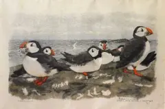 Macareux by Robert Hainard, Lithographie, sold Jun 2026