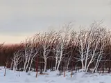 Poplars in Winter by Bruno Joseph Bobak, watercolour on paper, sold Dec 2025