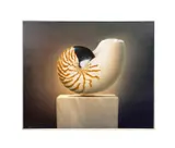 Untitled - Nautilus Shell by Walter Louis Jones, oil on canvas, sold Jun 2025