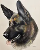 A head study of an Alsatian dog by Jenny Horn, pencil on paper, offered Aug 2024