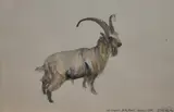 Old English Billy Goat by Dido Crosby, 2002, watercolour, offered Jun 2024