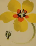 Yellow Flower by Mary Fedden, 1991, watercolour and gouache on paper, offered Jun 2024