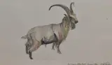 Old English Billy Goat by Dido Crosby, 2002, watercolour, offered May 2024