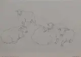 Tups Resting, Pett, East Sussex by Dido Crosby, pencil on paper, offered May 2024