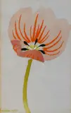 Pink Flower by Mary Fedden, 1990, watercolour on paper, offered May 2024
