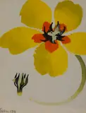 Yellow Flower by Mary Fedden, 1991, watercolour and gouache on paper, offered May 2024