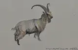 Old English Billy Goat by Dido Crosby, 2002, watercolour, offered Apr 2024