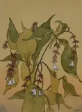 Leycesteria by John Mounsey, 2014, watercolor, offered Apr 2024