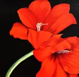 Red Lily by P.M Lynch, oil, offered Apr 2024