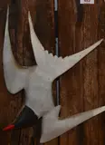 A Common Tern by Guy Taplin, sculpture, offered Apr 2024