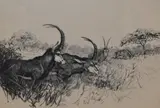 Sable Antelopes by Roy Woodhouse, etching, offered Mar 2024