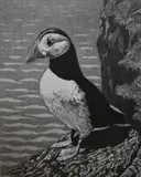 Buzzard by Jean Thomas, etching, sold Mar 2024