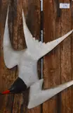 A Common Tern by Guy Taplin, sculpture, offered Mar 2024