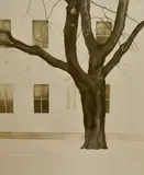 New England Maple' with embossing by Tessa Beaver, lithograph, sold Feb 2024
