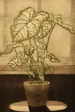 Interior with white leaved plant by Tessa Beaver, lithograph, sold Feb 2024