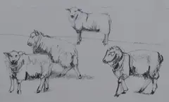 4 Sheep Romney by Dido Crosby Mrss, pencil on paper, offered Jan 2024