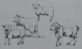 4 Sheep Romney by Dido Crosby Mrss, pencil on paper, offered Jan 2024