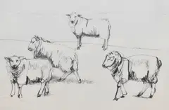 4 Sheep Romney by Dido Crosby Mrss, pencil on paper, offered Dec 2023