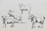 4 Sheep Romney by Dido Crosby Mrss, pencil on paper, offered Dec 2023