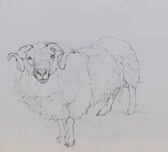 Orkney Ram, Rare Breed Center by Dido Crosby Mrss, pencil on paper, offered Dec 2023