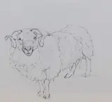 Orkney Ram, Rare Breed Center by Dido Crosby Mrss, pencil on paper, offered Dec 2023