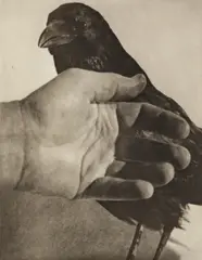 Hand And Crow #1 by Jim Dine, pencil, sold Nov 2025