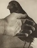 Hand And Crow #1 by Jim Dine, pencil, sold Nov 2025