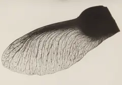 Acer Campestres by Imre Kinszki, pencil, sold Nov 2025