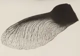 Acer Campestres by Imre Kinszki, pencil, sold Nov 2025